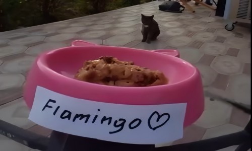 无人机：流浪猫的新“空中食堂”